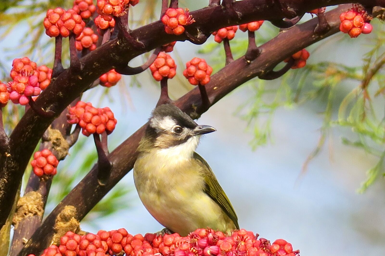 Canon PowerShot G3 X sample photo. Nature, bird, outdoor photography
