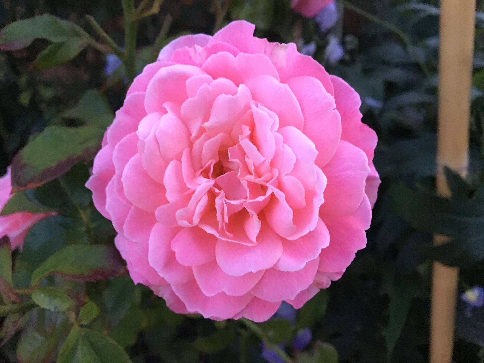 Apple iPhone 6s sample photo. Flower, rose, flora photography