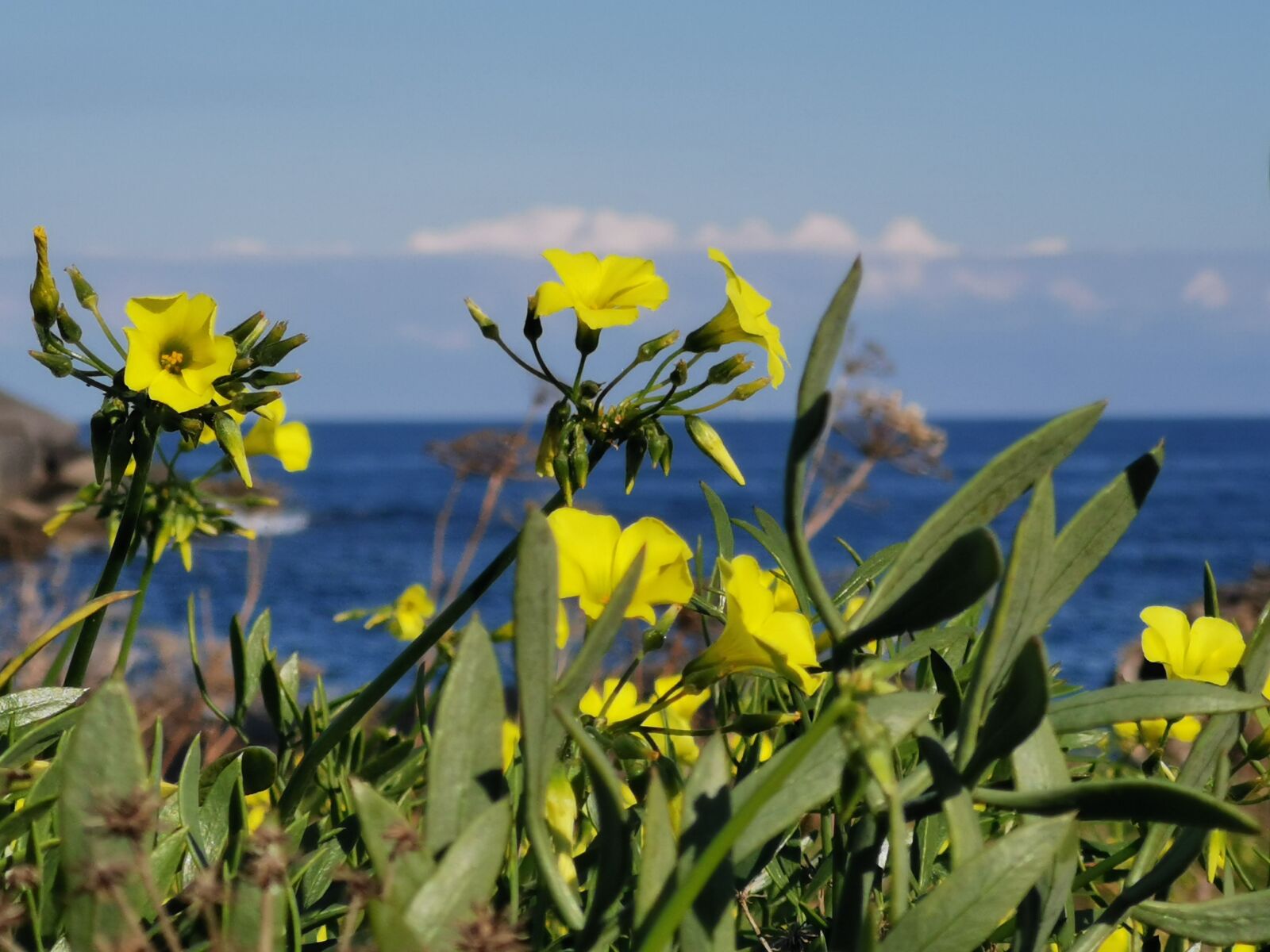 HUAWEI P30 sample photo. Flowers, background, sea photography