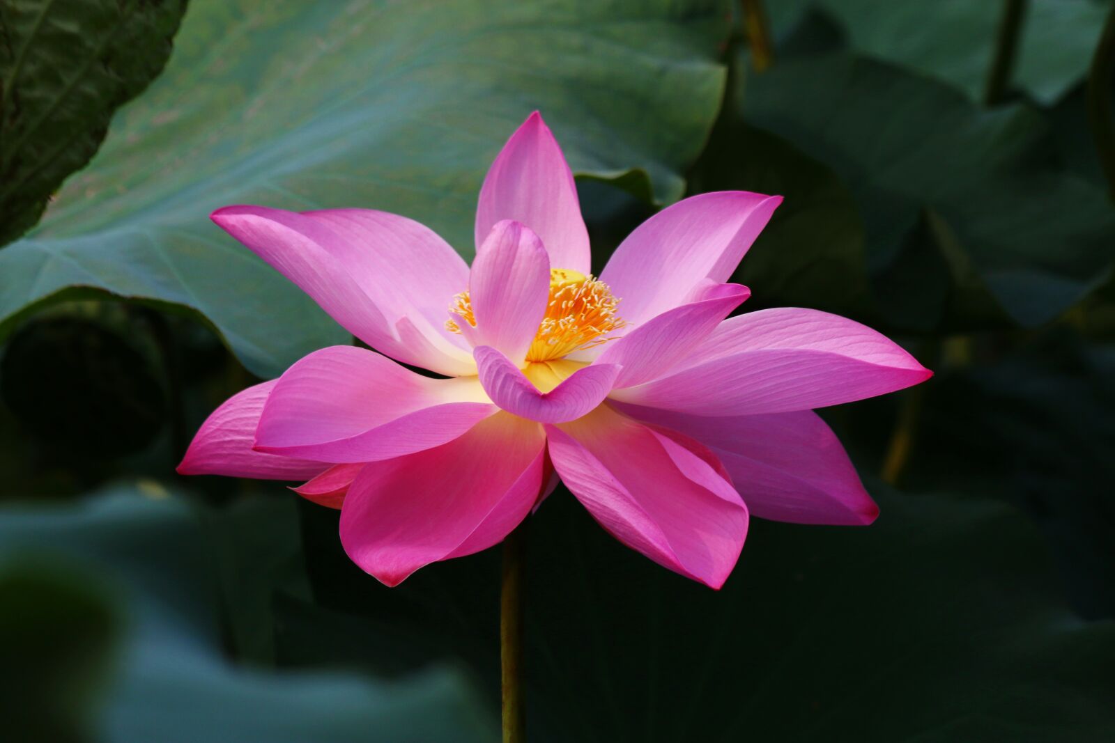 Canon EF 70-300mm F4-5.6 IS USM sample photo. Flower, botanical garden, lotus photography