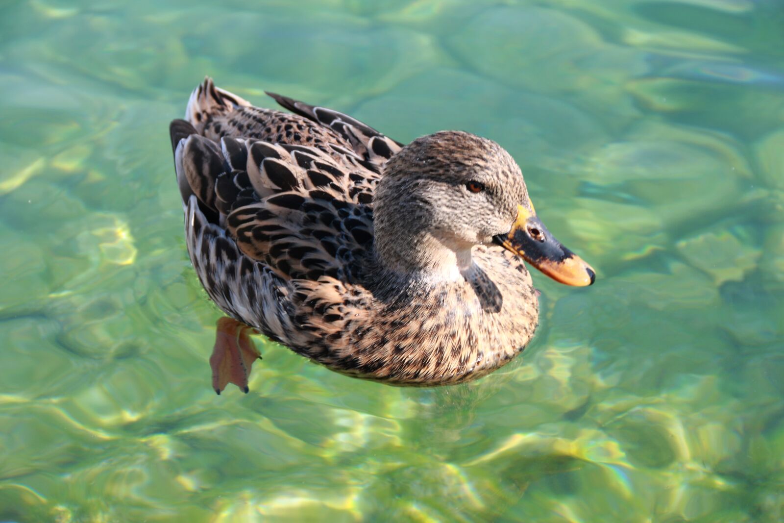 Canon EF-S 18-135mm F3.5-5.6 IS sample photo. Duck, marine, bird photography