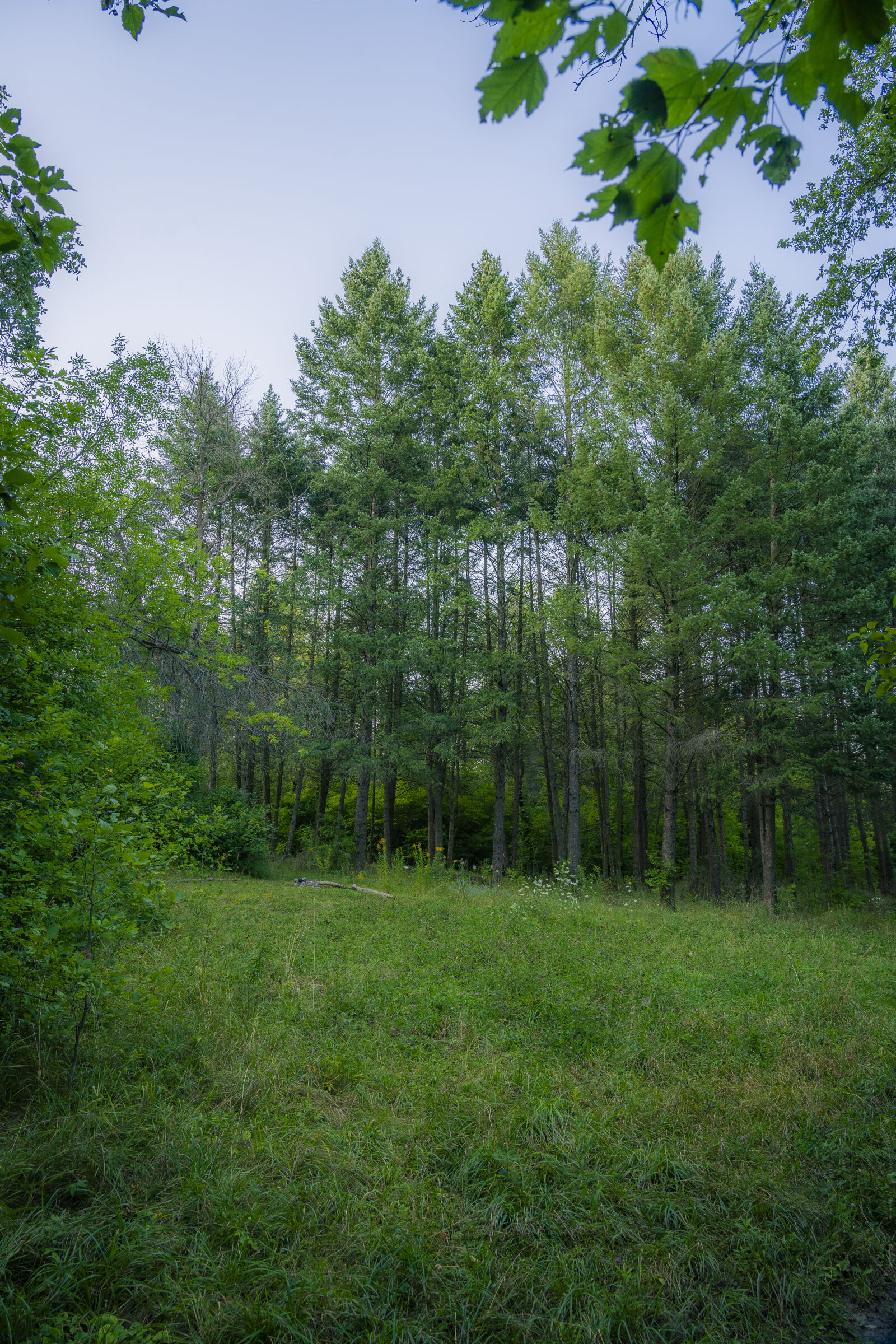 Sony a7 IV sample photo