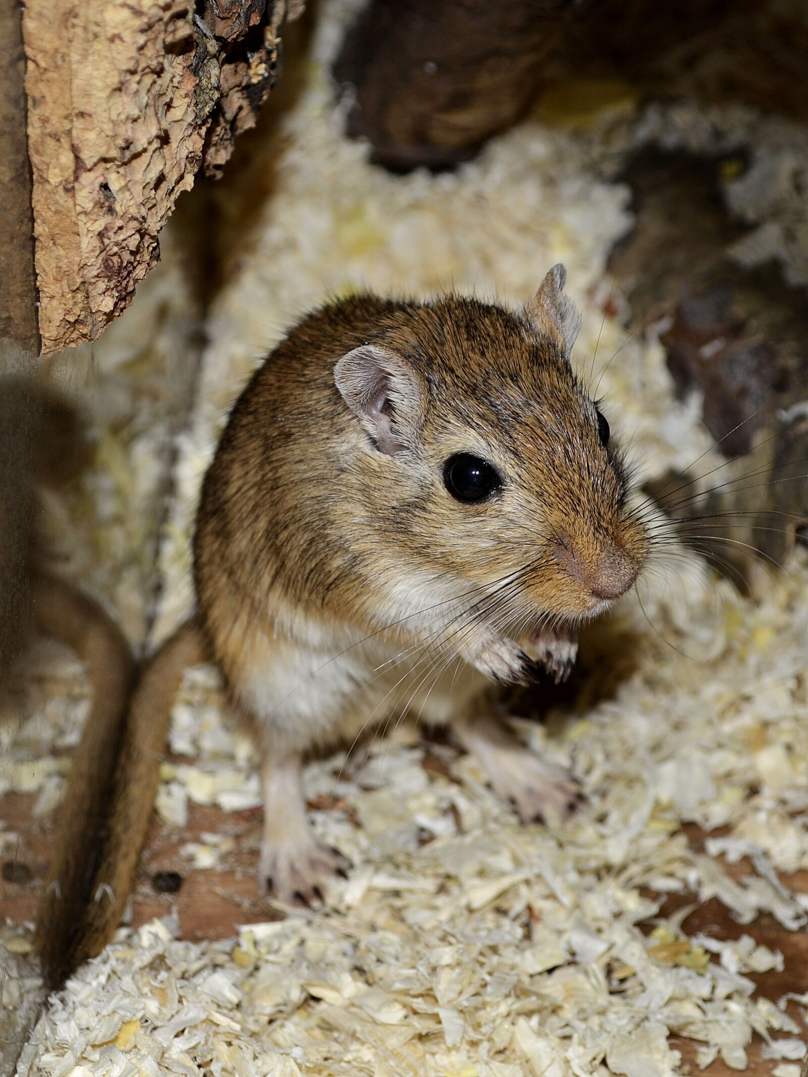Nikon D3100 sample photo. Gerbil, animal, mouse photography