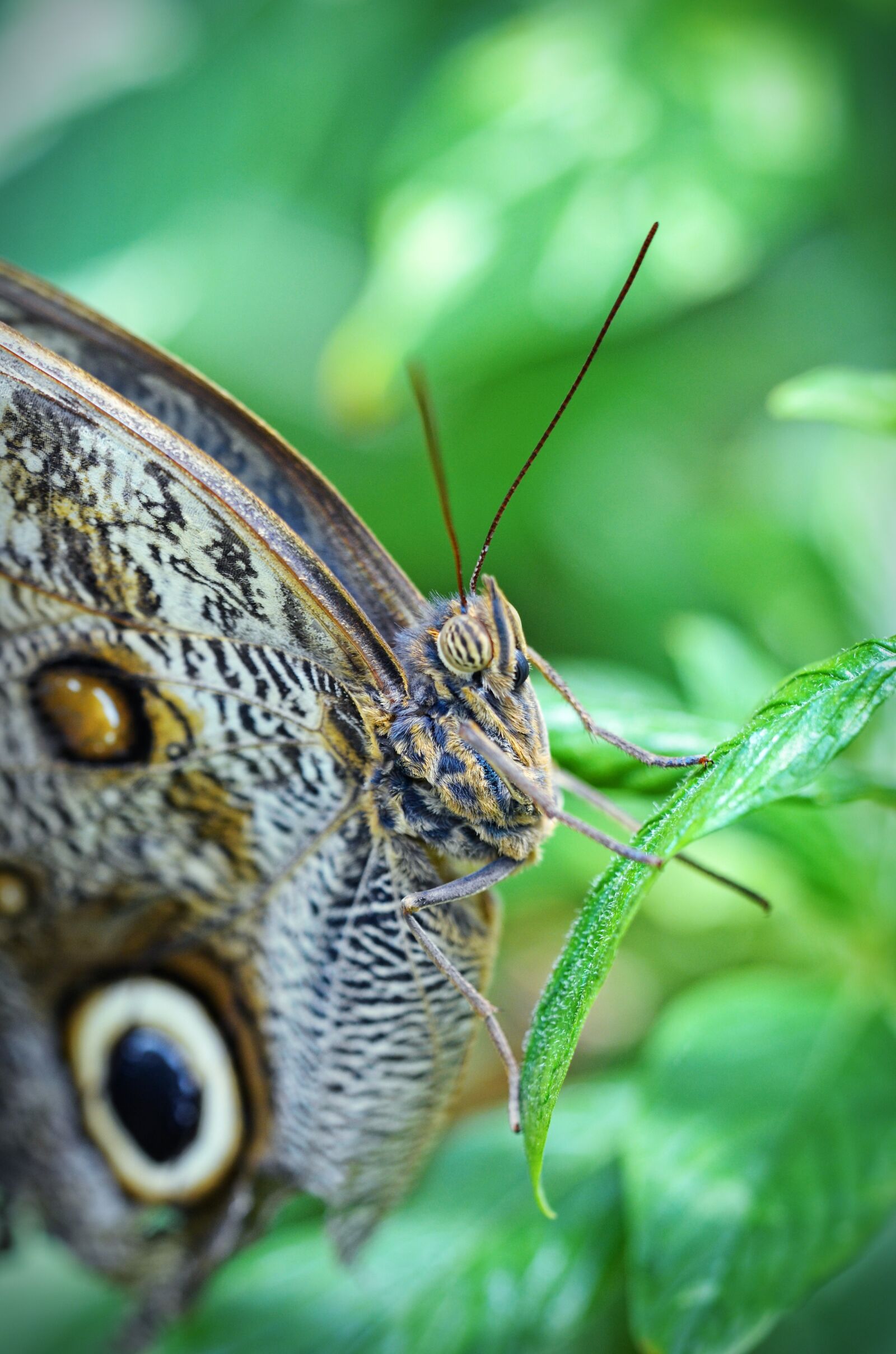 Nikon D5100 sample photo. Nature, butterfly, leaf photography