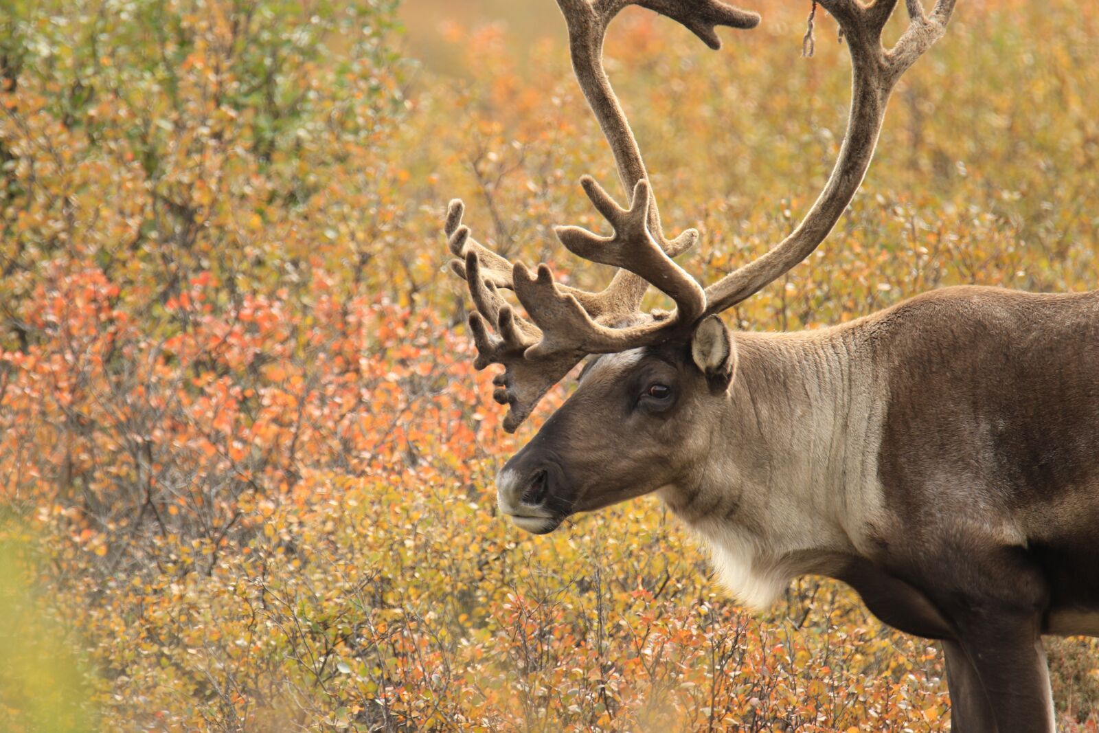 Canon EOS 7D Mark II sample photo. Reindeer, caribou, antlers photography