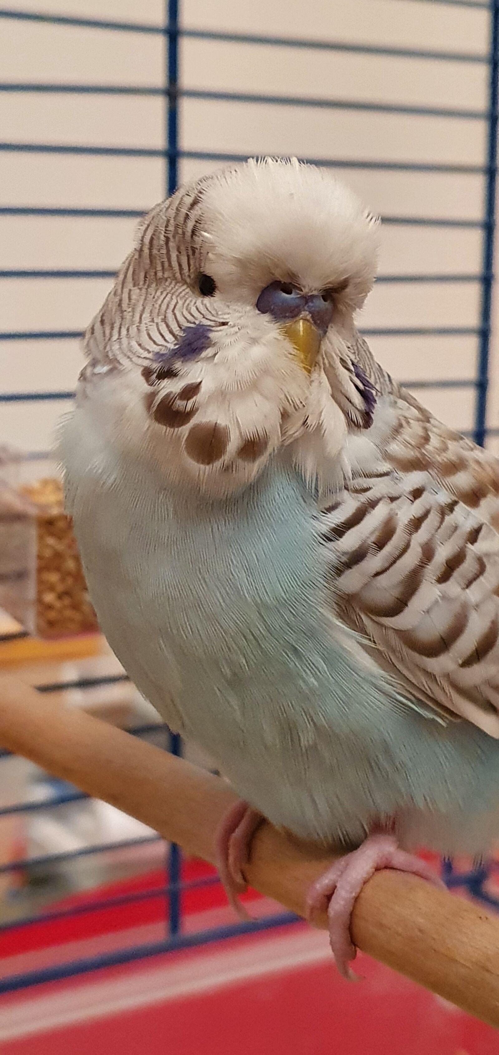 Samsung Galaxy S10+ sample photo. Bird, budgie, ziervogel photography