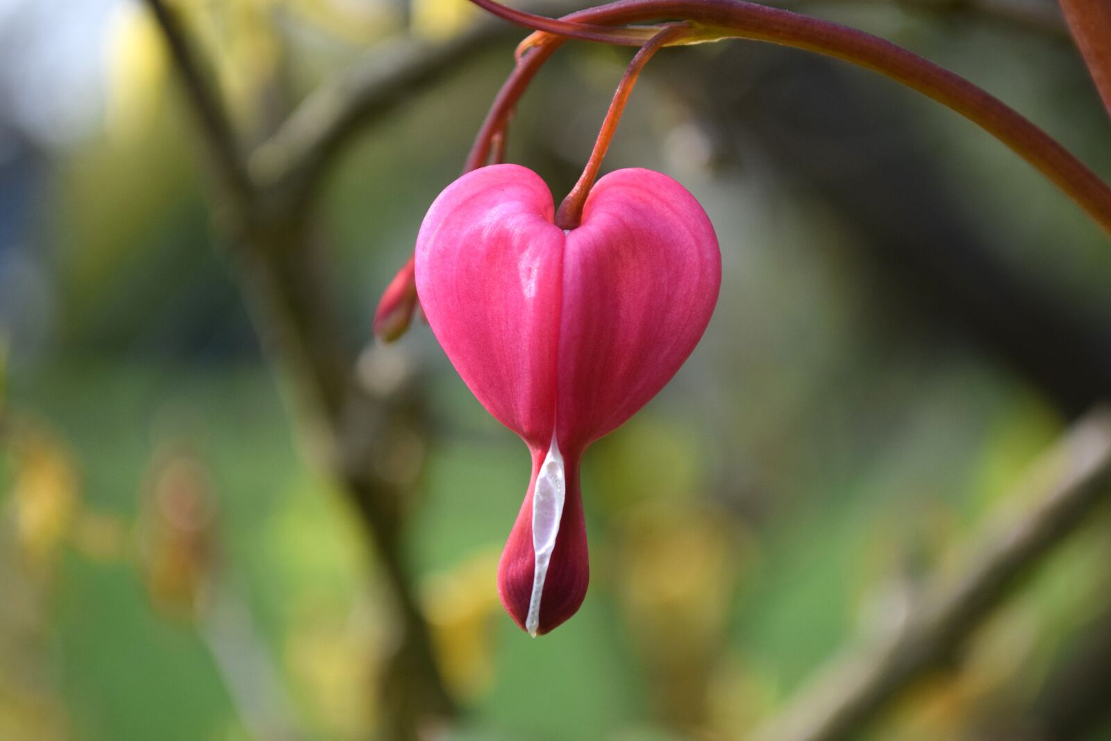Nikon D5300 sample photo. Heart, nature, leaf photography