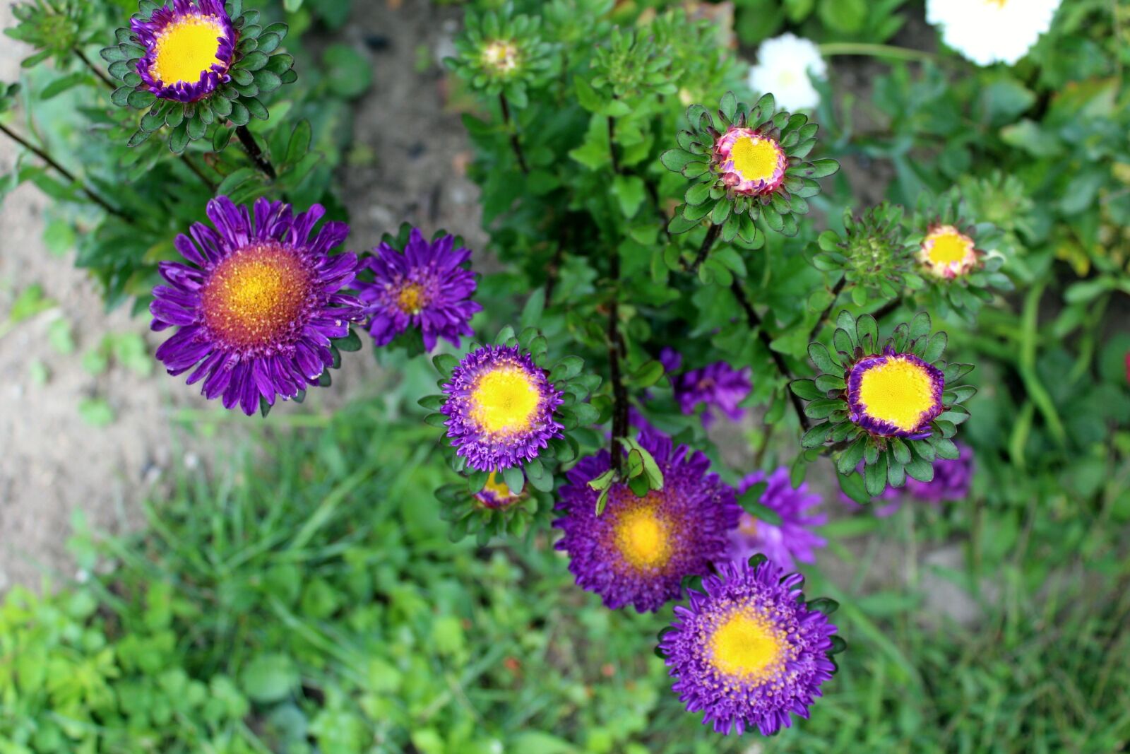 Canon EOS 1200D (EOS Rebel T5 / EOS Kiss X70 / EOS Hi) sample photo. Astra, flowers, garden photography