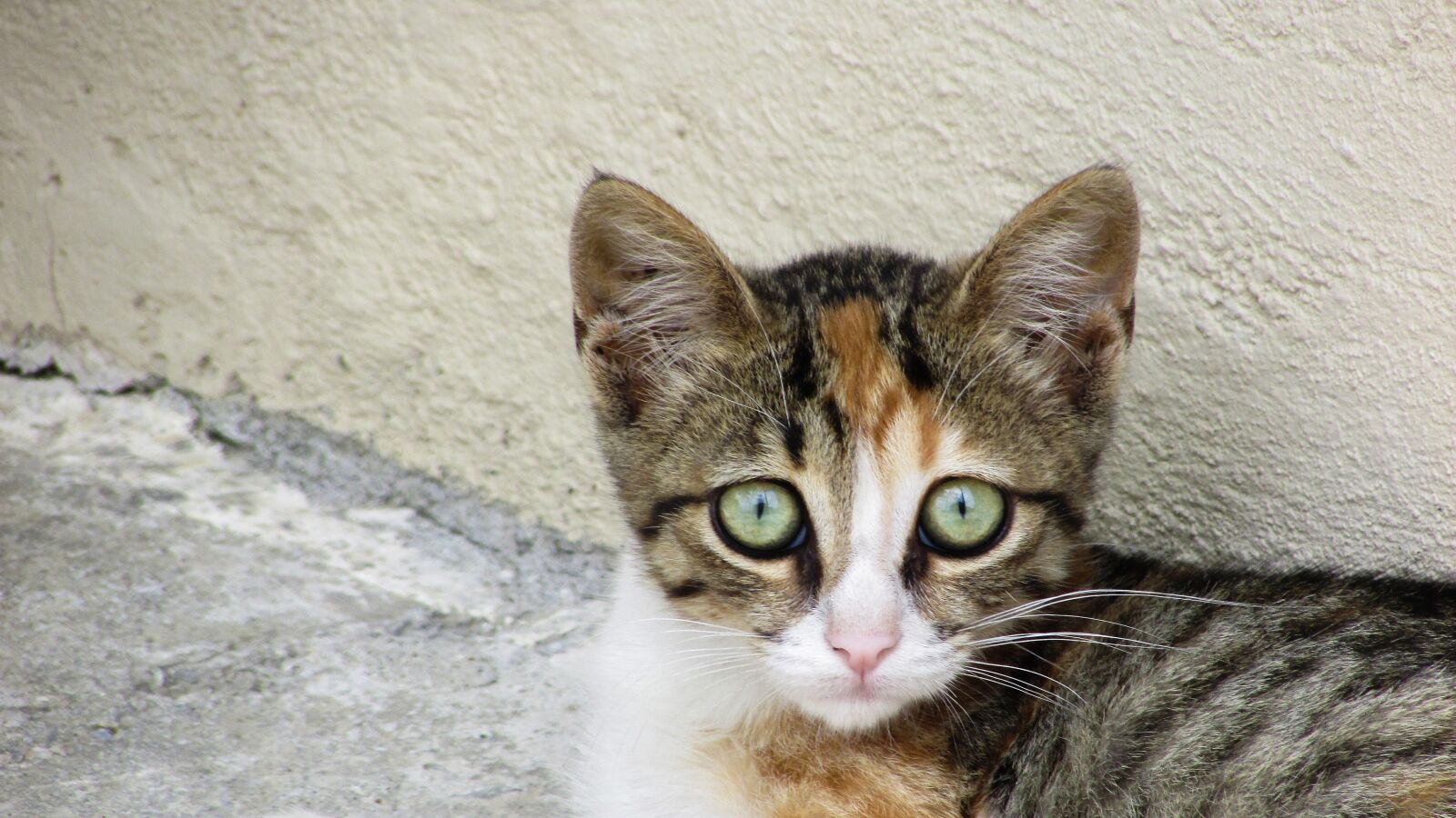 Canon PowerShot SX400 IS sample photo. Cat, stray, looking photography