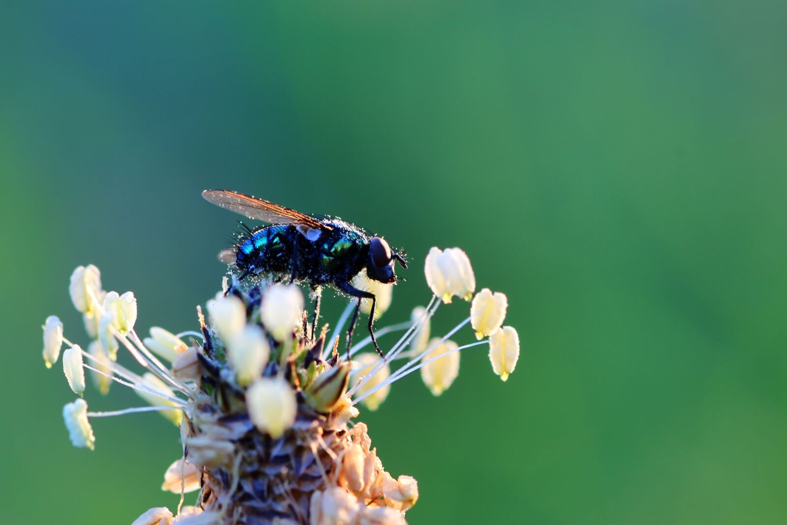 Tamron SP 90mm F2.8 Di VC USD 1:1 Macro sample photo. Fly, close up, insect photography