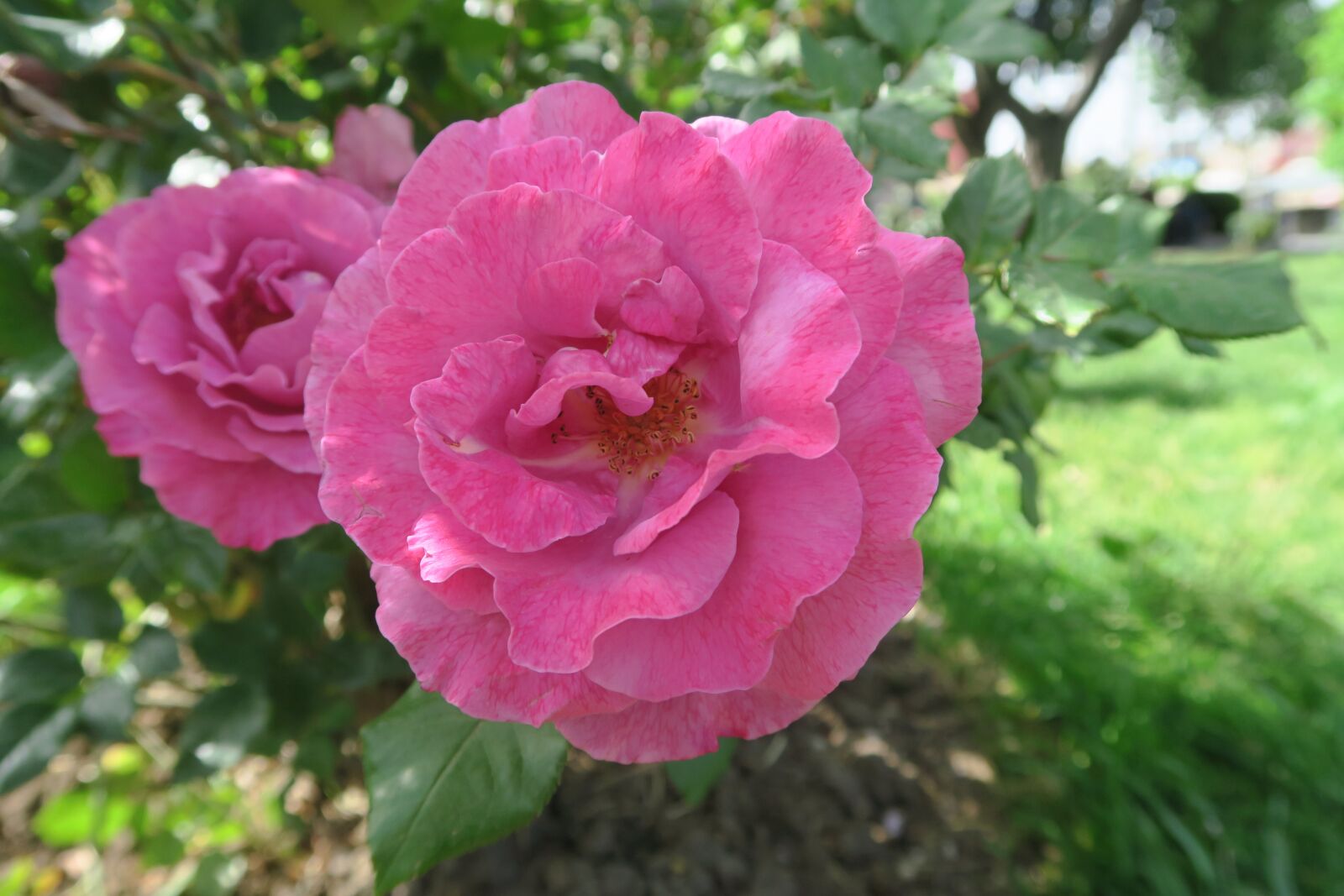 Canon PowerShot G7 X sample photo. Rose, nature, flower photography