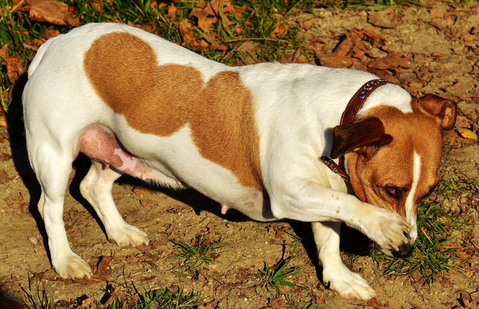 Nikon D3200 sample photo. Jack russell, terrier, dog photography