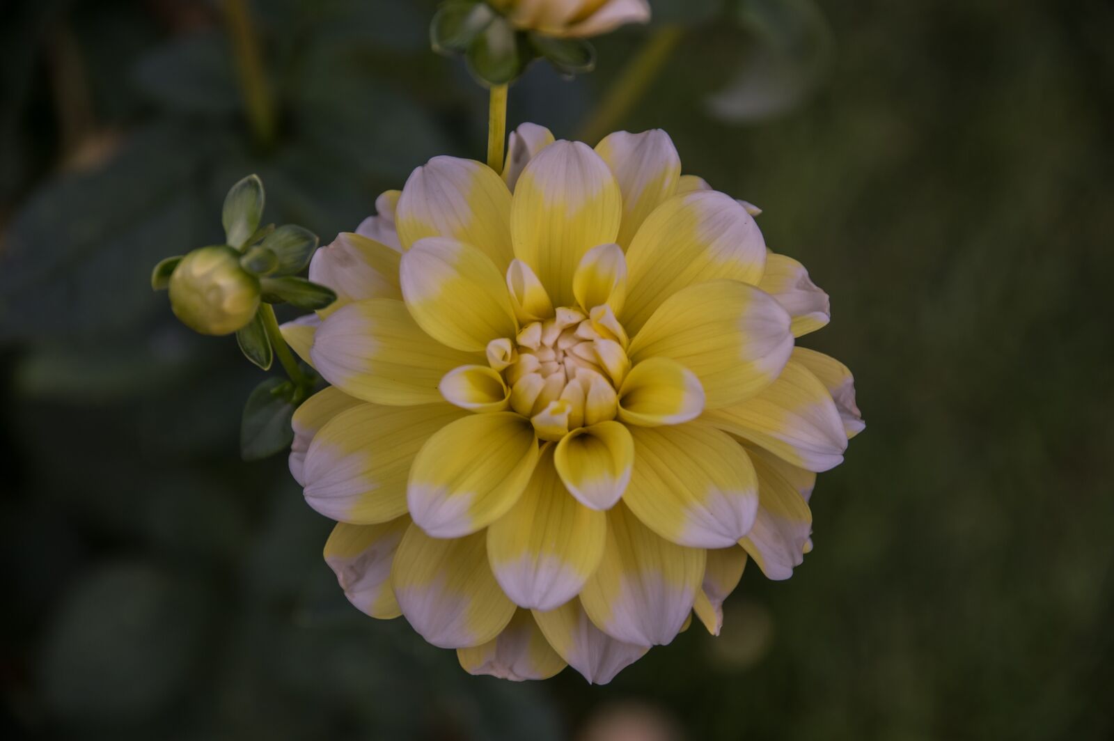 Pentax K-3 sample photo. Flower, dahlia, blossom photography