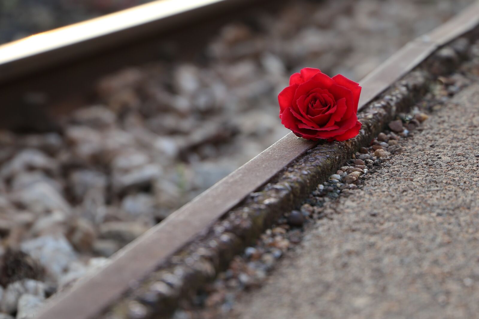 Canon EOS 6D sample photo. Red rose near rail photography