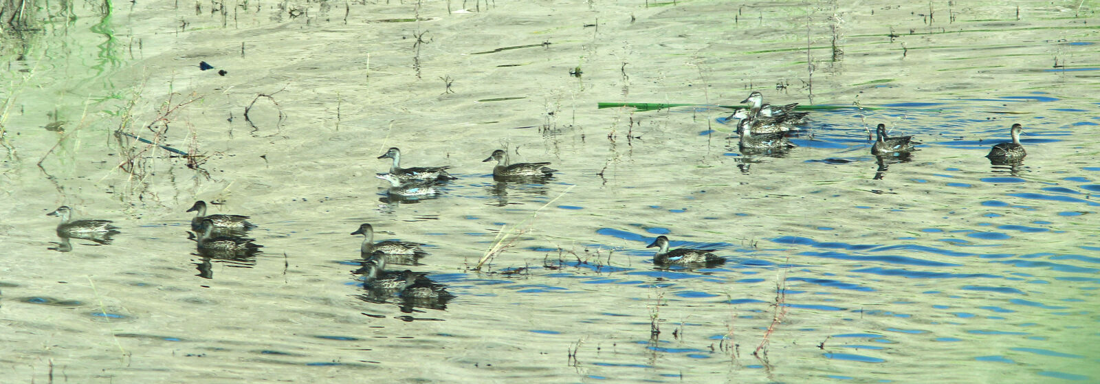 Canon EF 300mm F4L IS USM sample photo