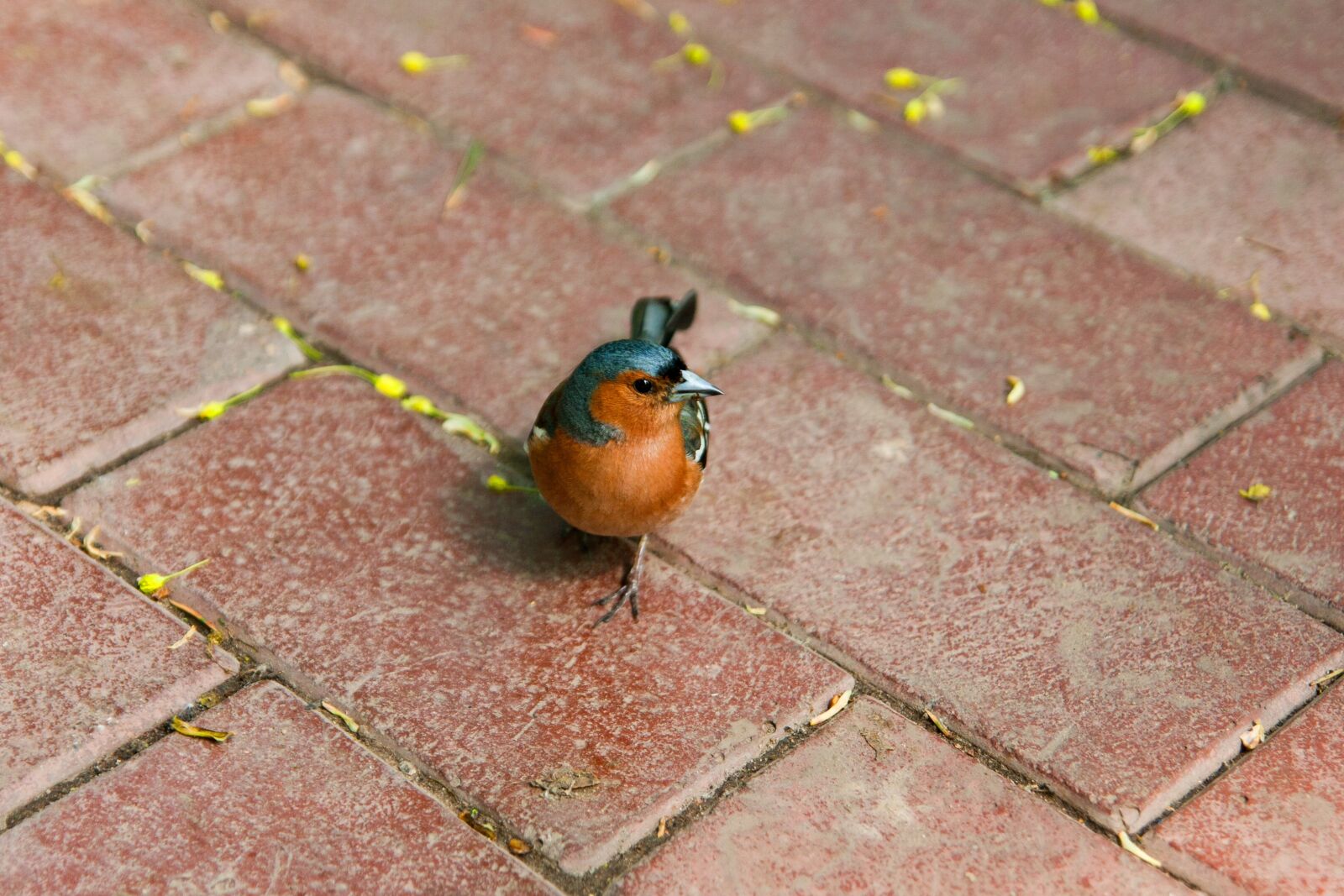 Canon EOS 400D (EOS Digital Rebel XTi / EOS Kiss Digital X) sample photo. Birdie, orange, belly photography