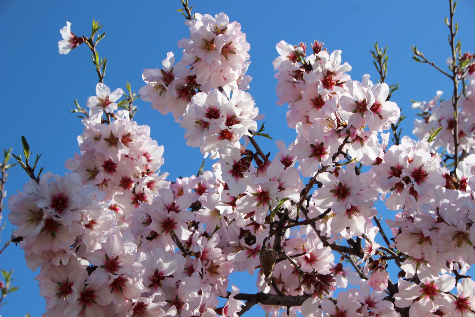Canon EOS 600D (Rebel EOS T3i / EOS Kiss X5) sample photo. Almond blossom, blossom, bloom photography