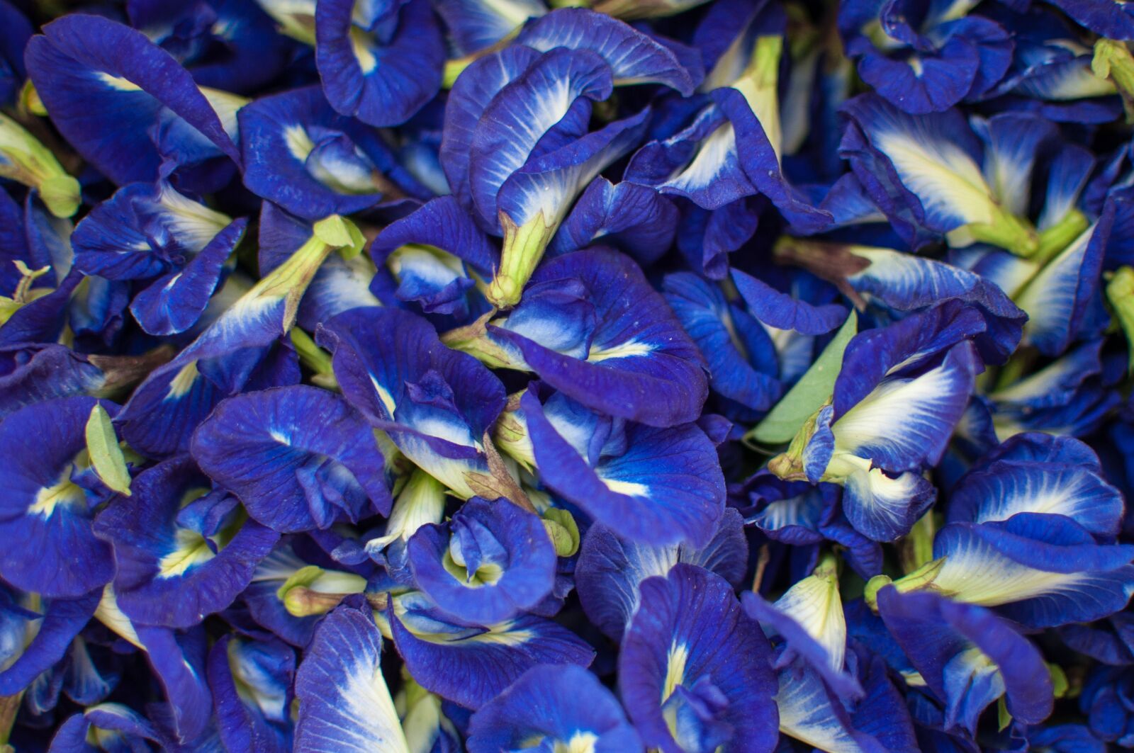 Nikon D90 sample photo. Pea, flowers, nature photography