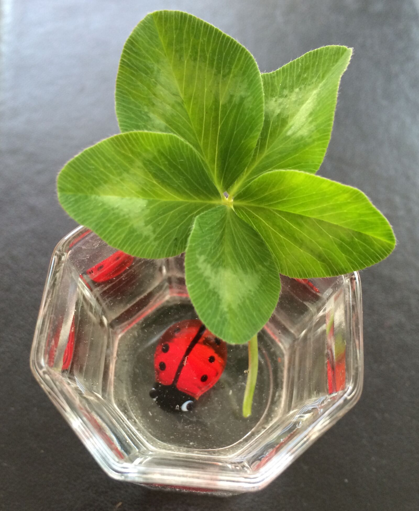 iPhone 5s back camera 4.15mm f/2.2 sample photo. Five, leaves, clover, four photography