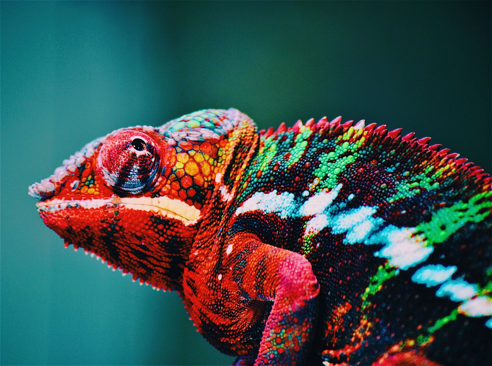 Nikon D5600 sample photo. Animal, blur, chameleon, close photography
