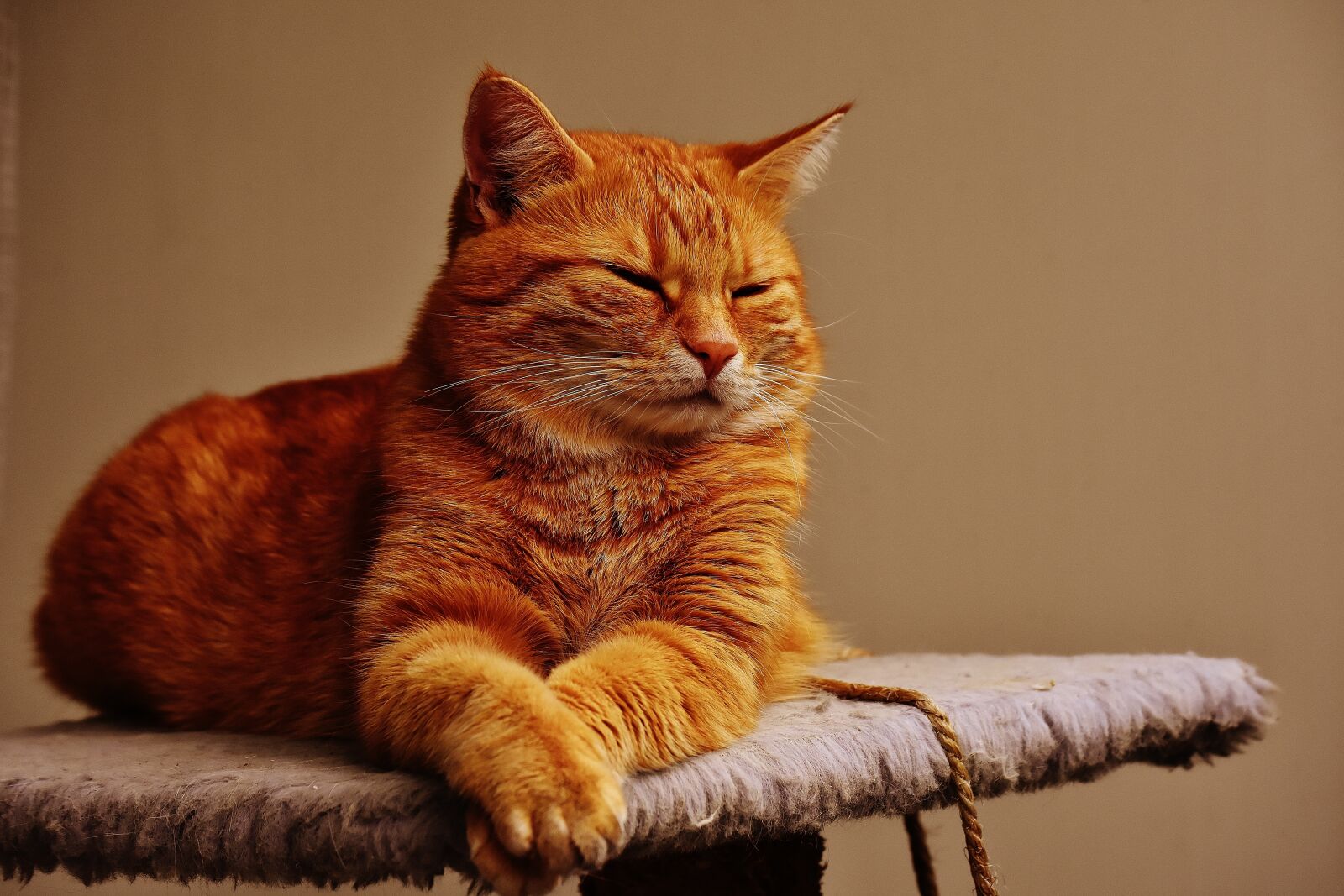 Nikon D7200 sample photo. Cat, red, cute photography