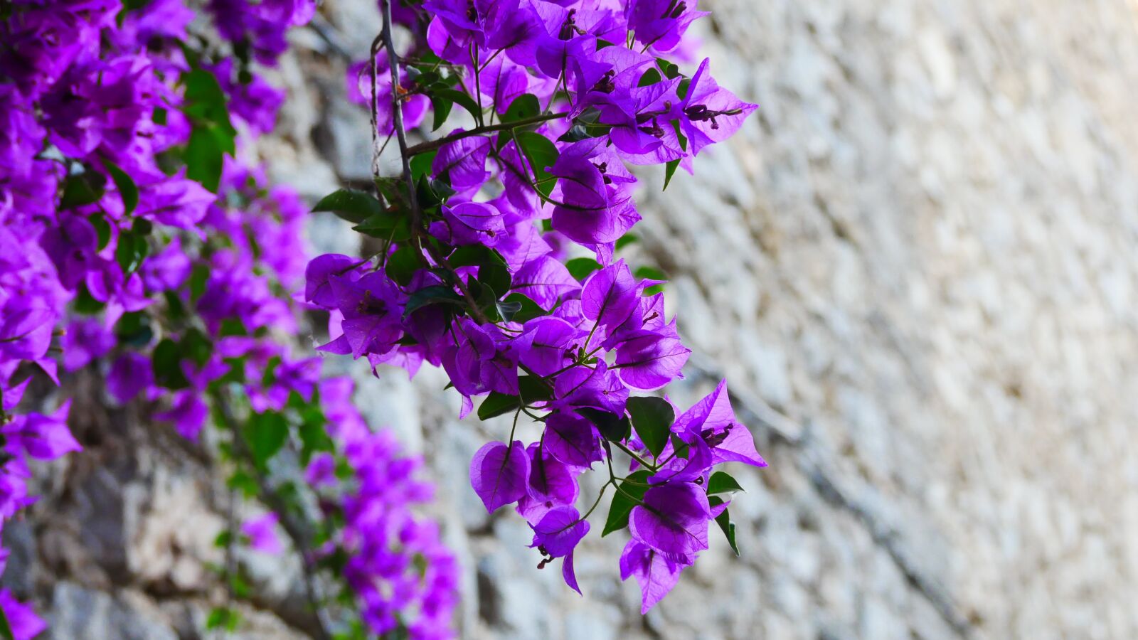 Panasonic Lumix DMC-GX85 (Lumix DMC-GX80 / Lumix DMC-GX7 Mark II) sample photo. Triple flower, bougainvillea, mallorca photography