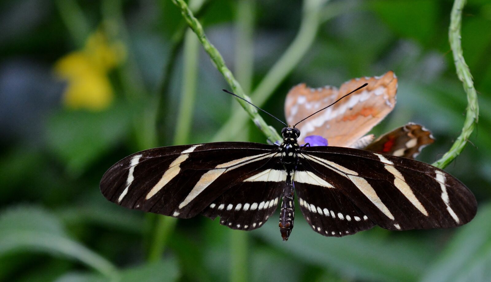 Nikon D5200 sample photo. Butterfly, blossom, bloom photography