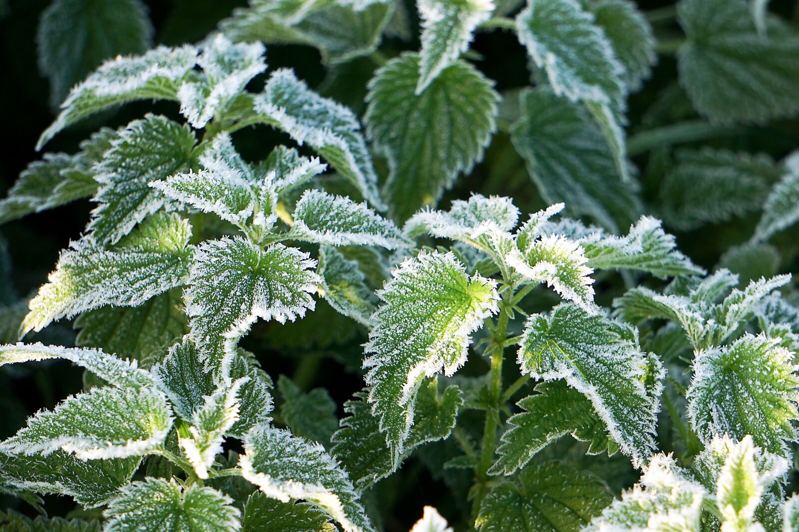 Sony a6000 sample photo. Frost, stinging nettle, cold photography