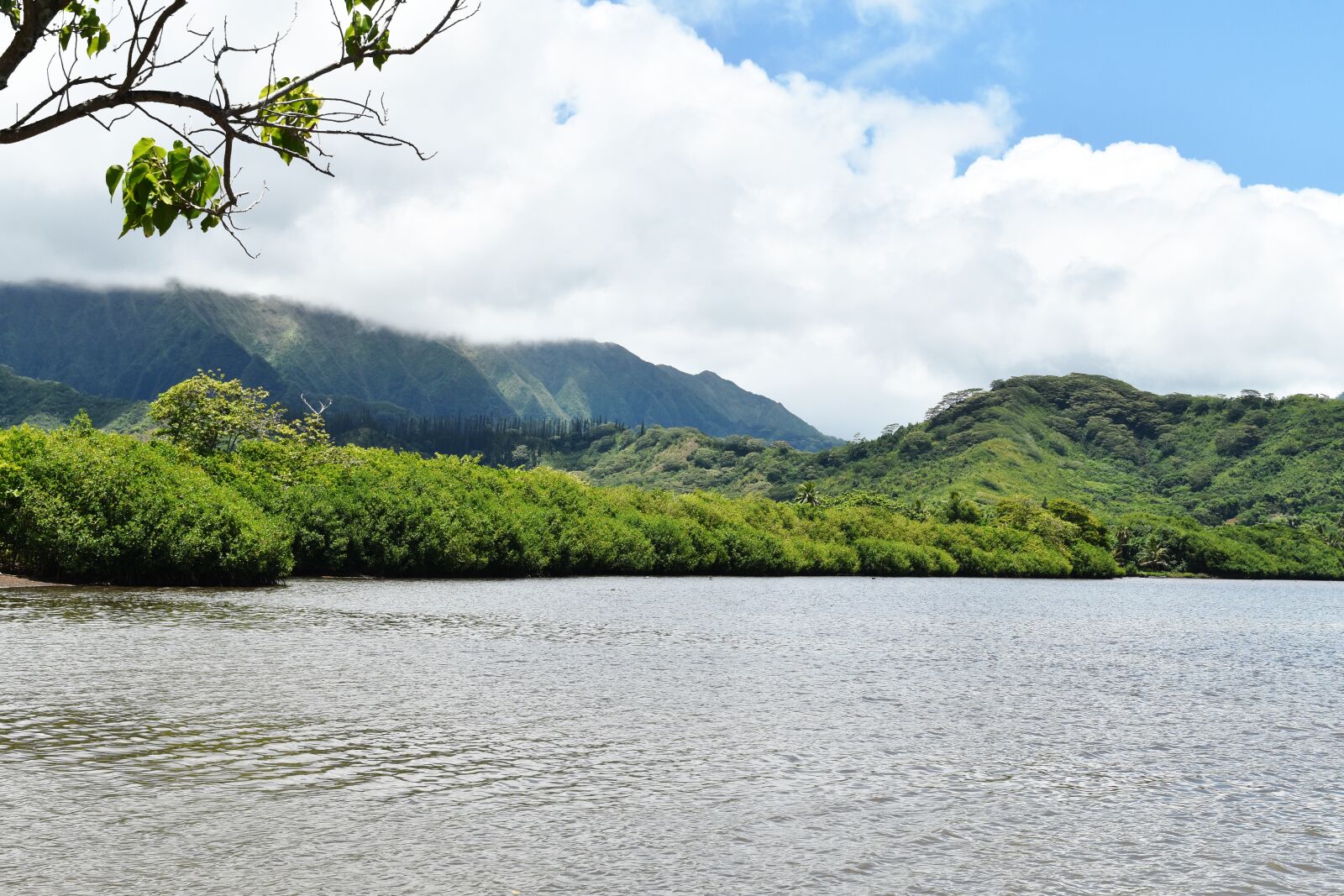 Nikon D5500 sample photo. Lake, trees, vegetation photography