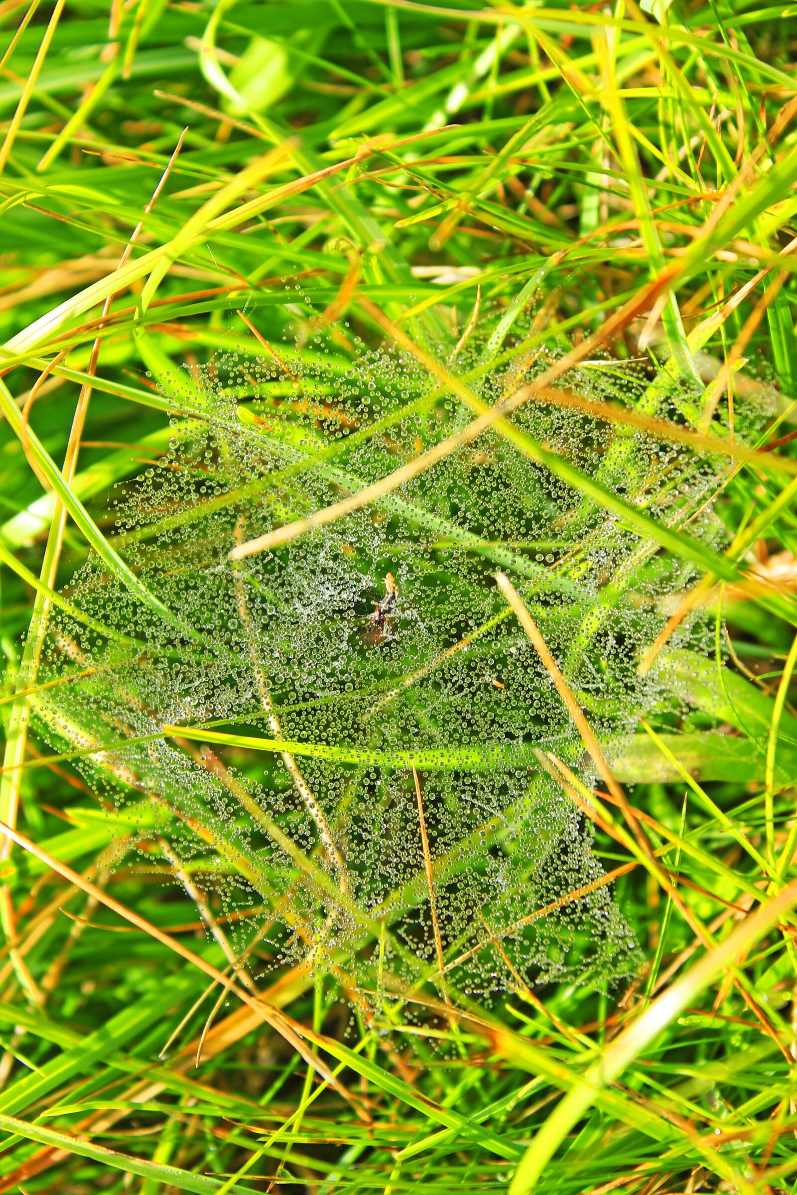 Canon EOS 4000D (EOS Rebel T100 / EOS 3000D) sample photo. Grass, cobweb, dew photography