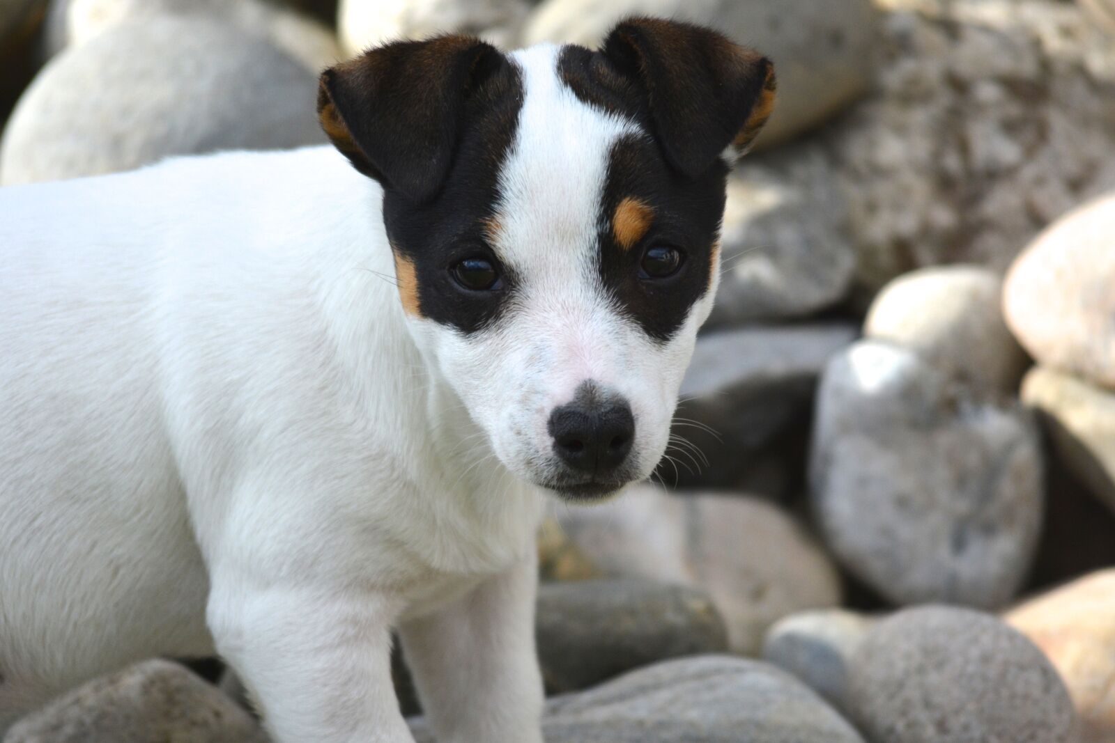 Nikon D7100 sample photo. Jack russel, puppy, portrait photography