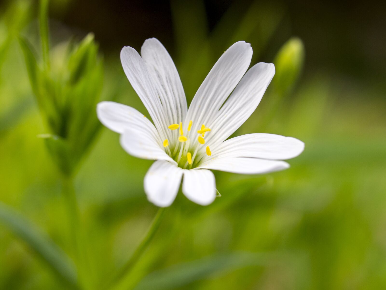 Olympus E-5 + OLYMPUS 35mm Lens sample photo. Chickweed, flower, blossom photography