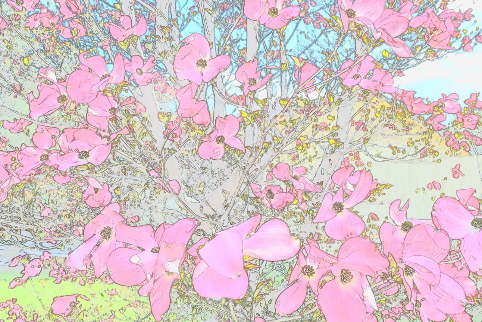 Nikon D5100 sample photo. Background, dogwood, tree photography