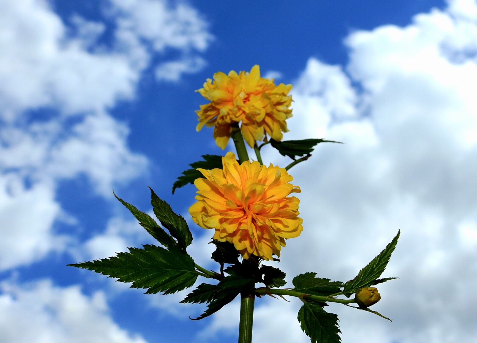 Nikon Coolpix P900 sample photo. Flowers, clouds, sky photography