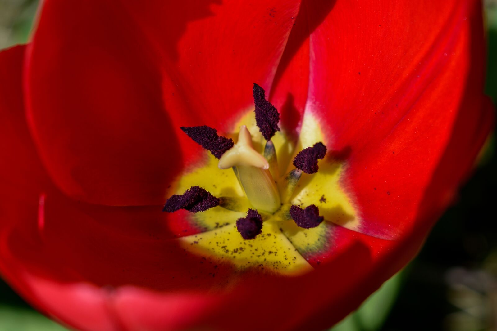 Nikon D3400 sample photo. Tulip, flower, red photography