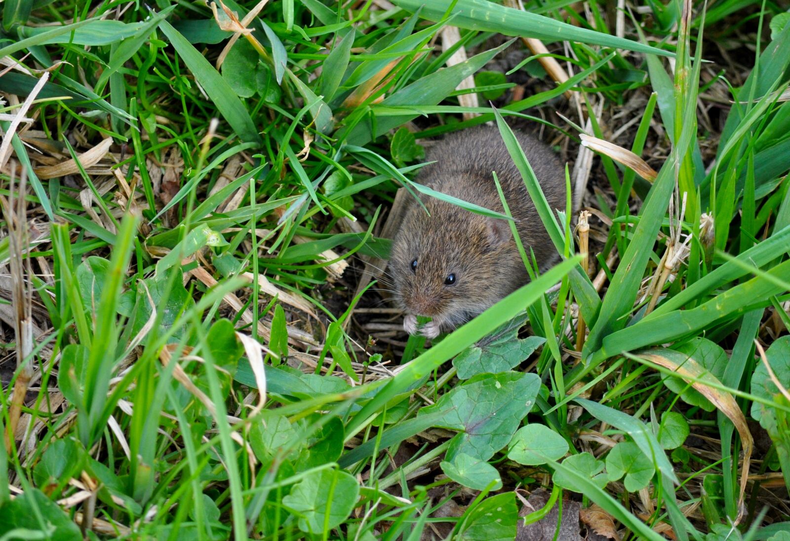 Nikon D90 sample photo. Field mouse, microtus arvalis photography