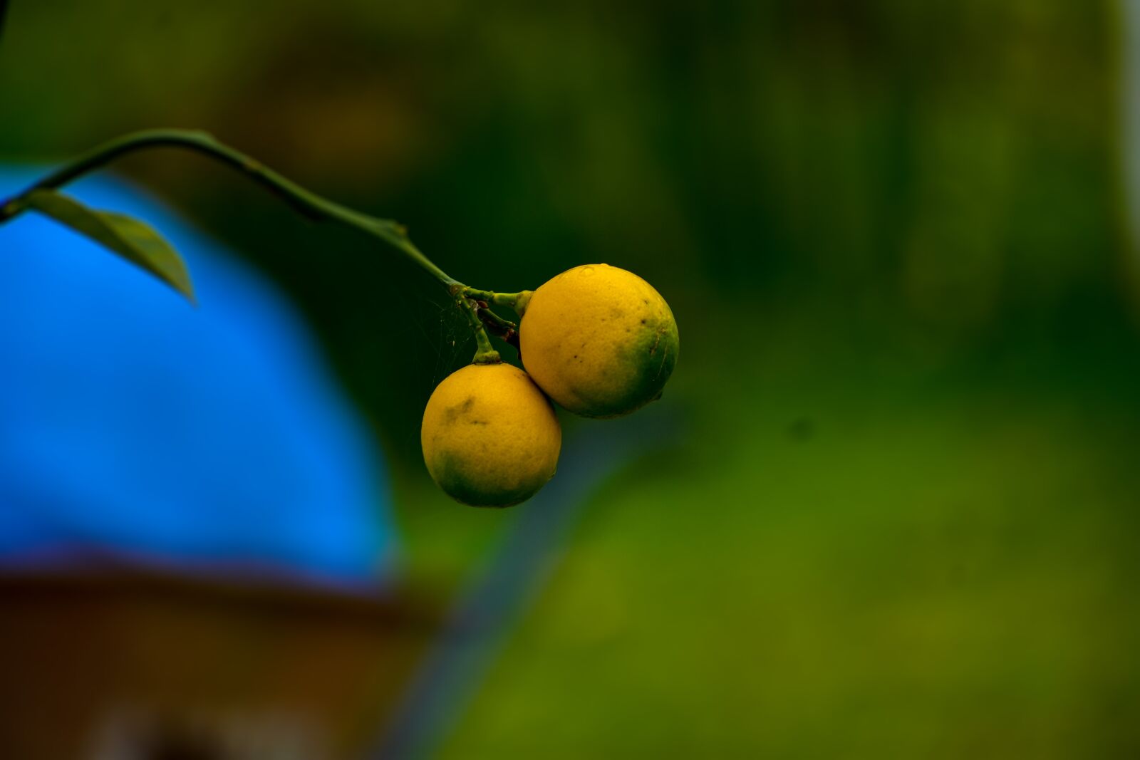 Nikon D3400 sample photo. Lemon, plant, green photography