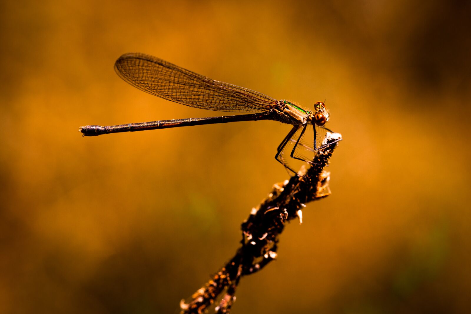 Canon EOS 6D Mark II sample photo. Dragonfly, insect, macro photography