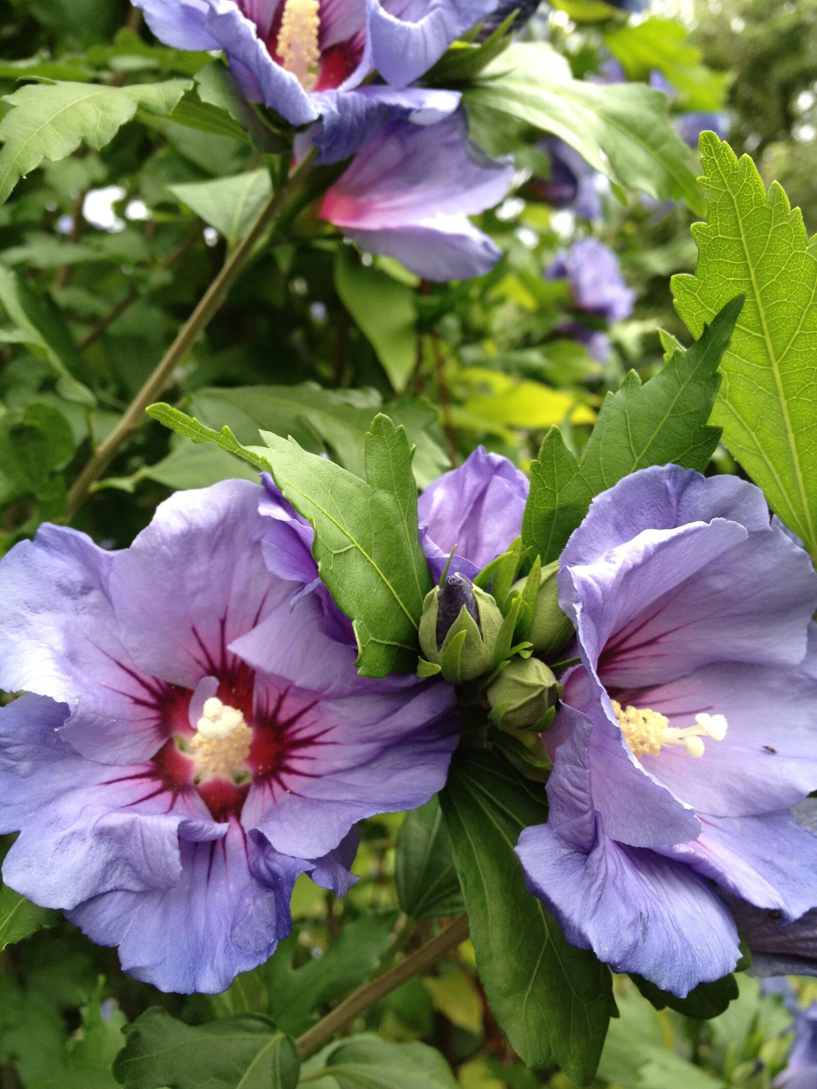 Apple iPhone 4S sample photo. Blossom, bloom, nature photography