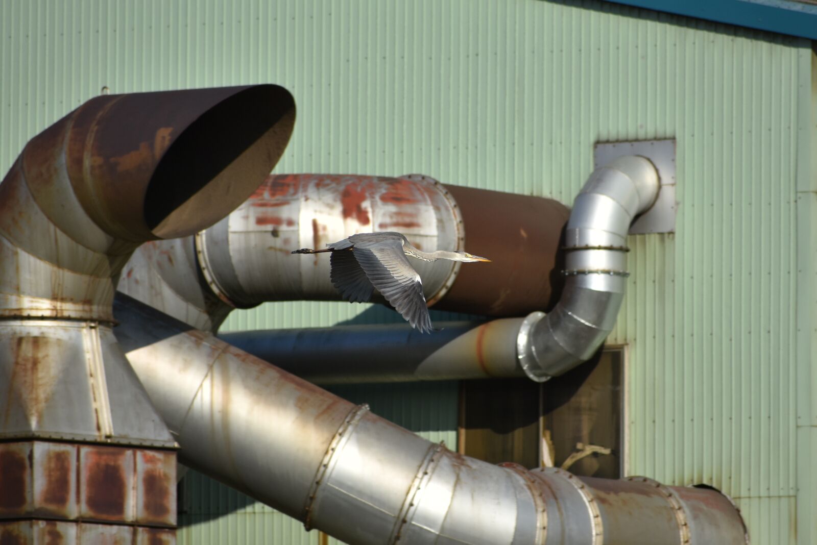 Nikon D7200 sample photo. Animal, building, factory photography
