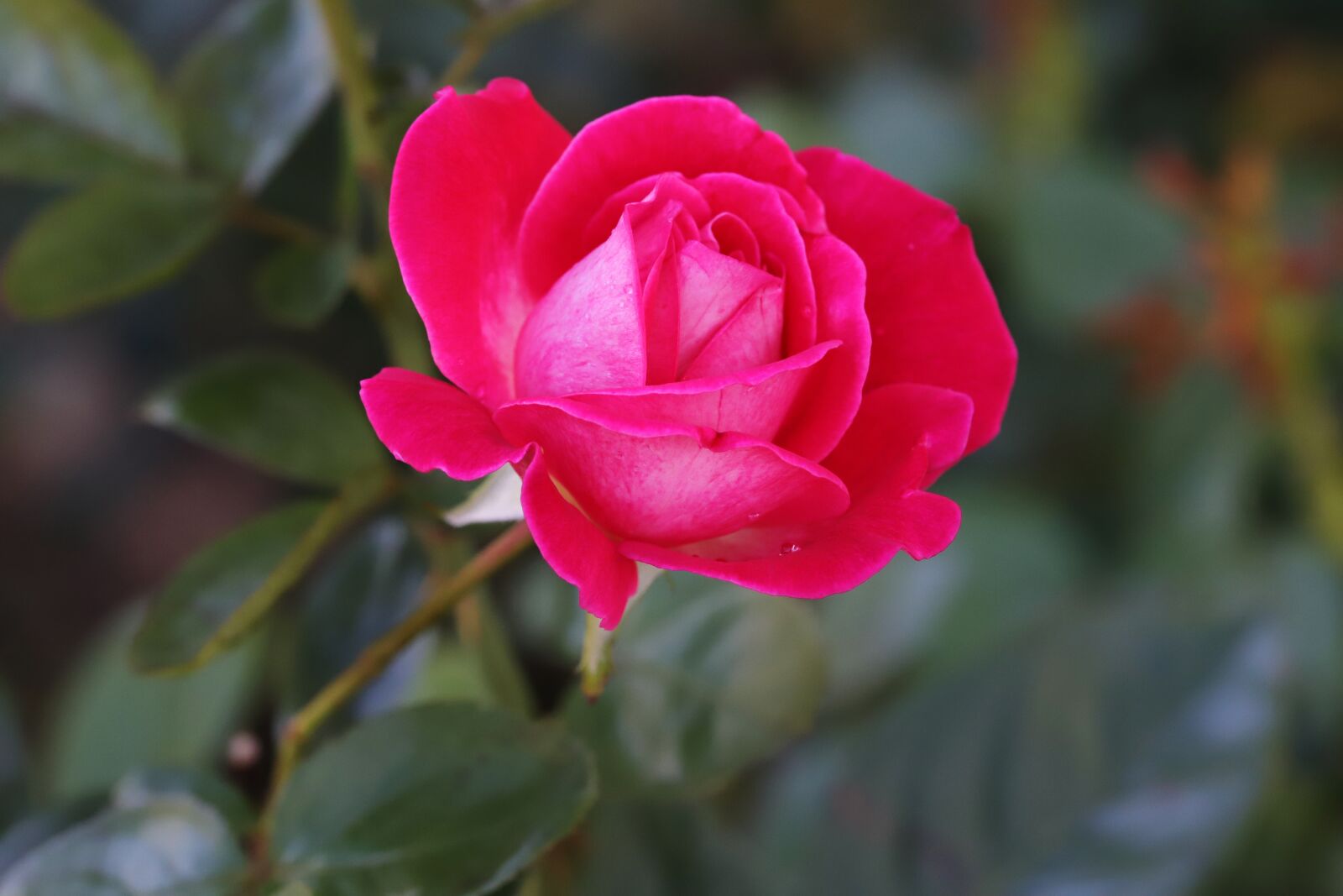 Canon EOS 6D Mark II sample photo. Rose, garden, flowers photography