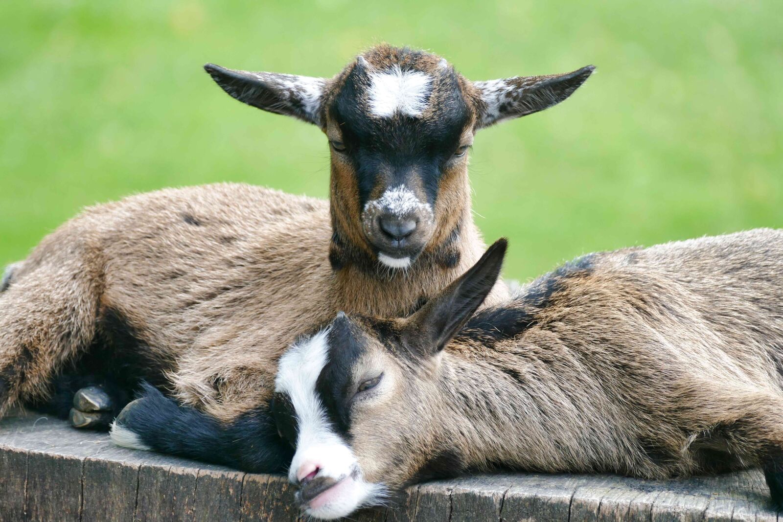 Panasonic Lumix DMC-FZ1000 sample photo. Goat, animals, lambs photography