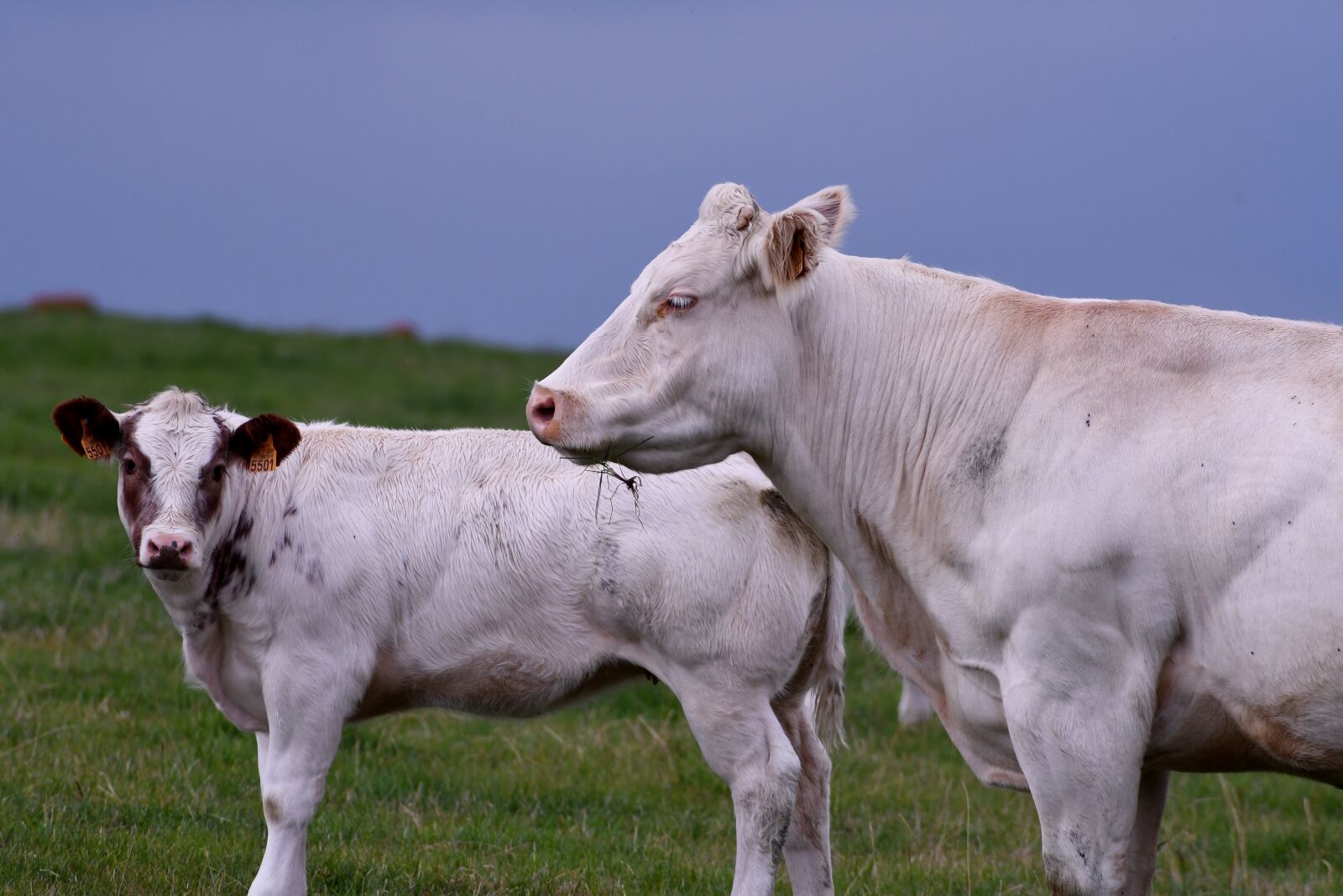 Nikon D500 sample photo. Cows, mammals, herkauwer photography