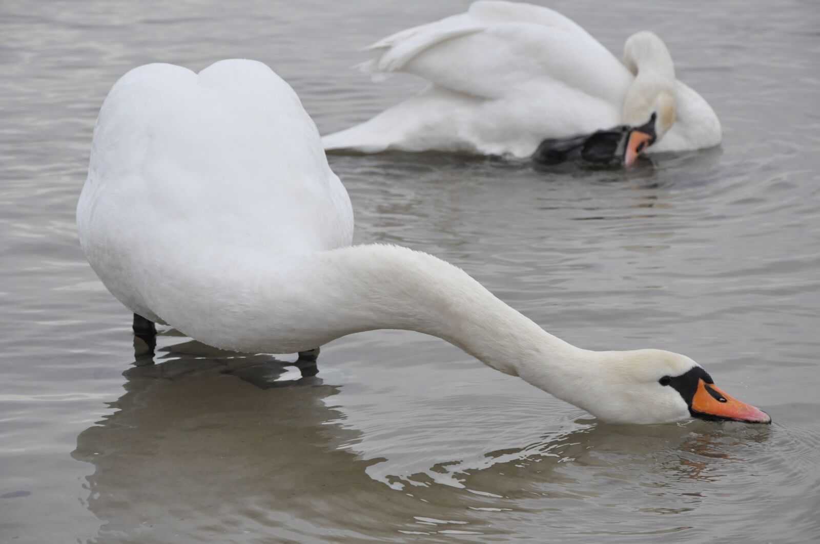Nikon D90 sample photo. Swan, bird, sea photography