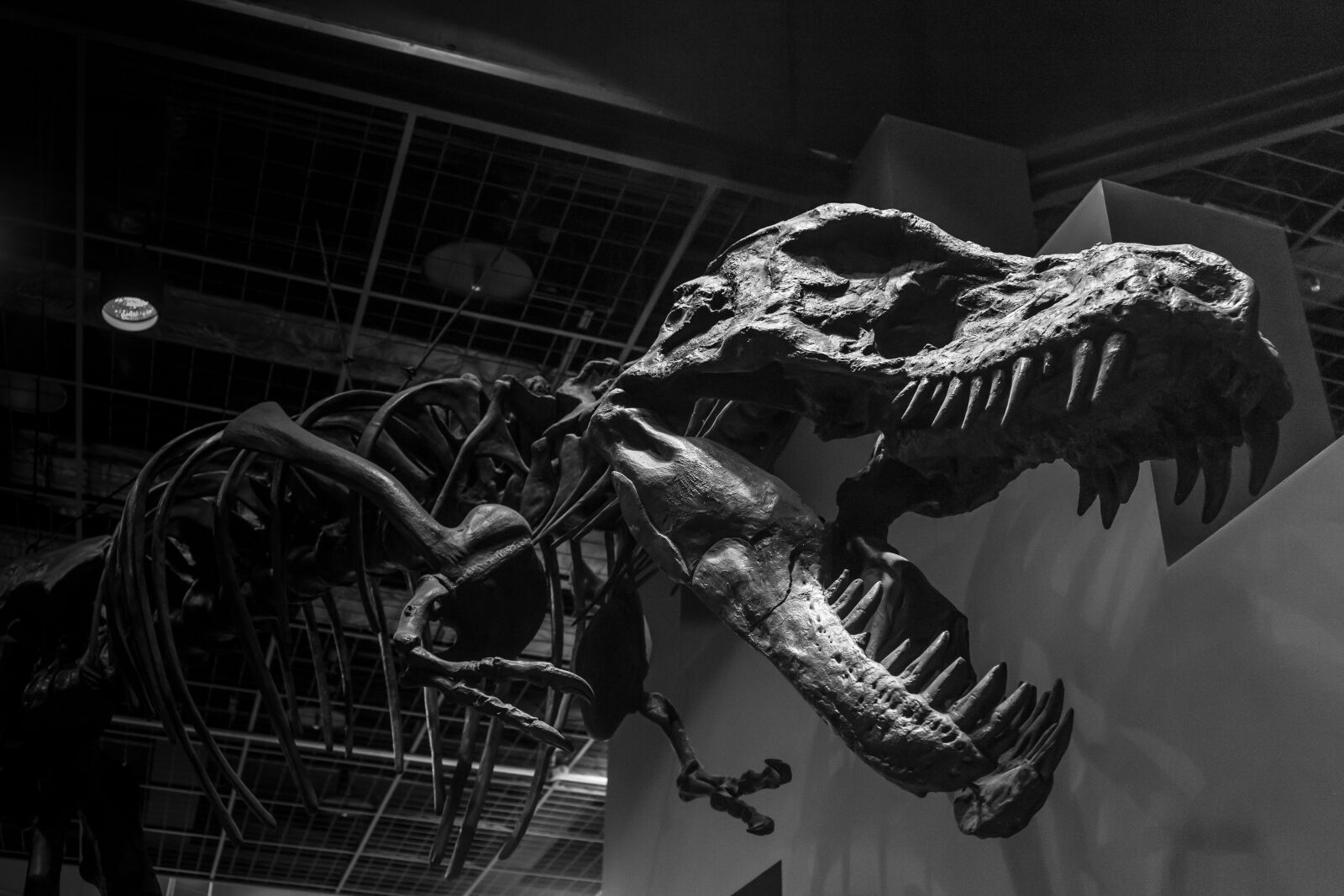 Canon EF 24-70mm F4L IS USM sample photo. Monochrome, black and white photography