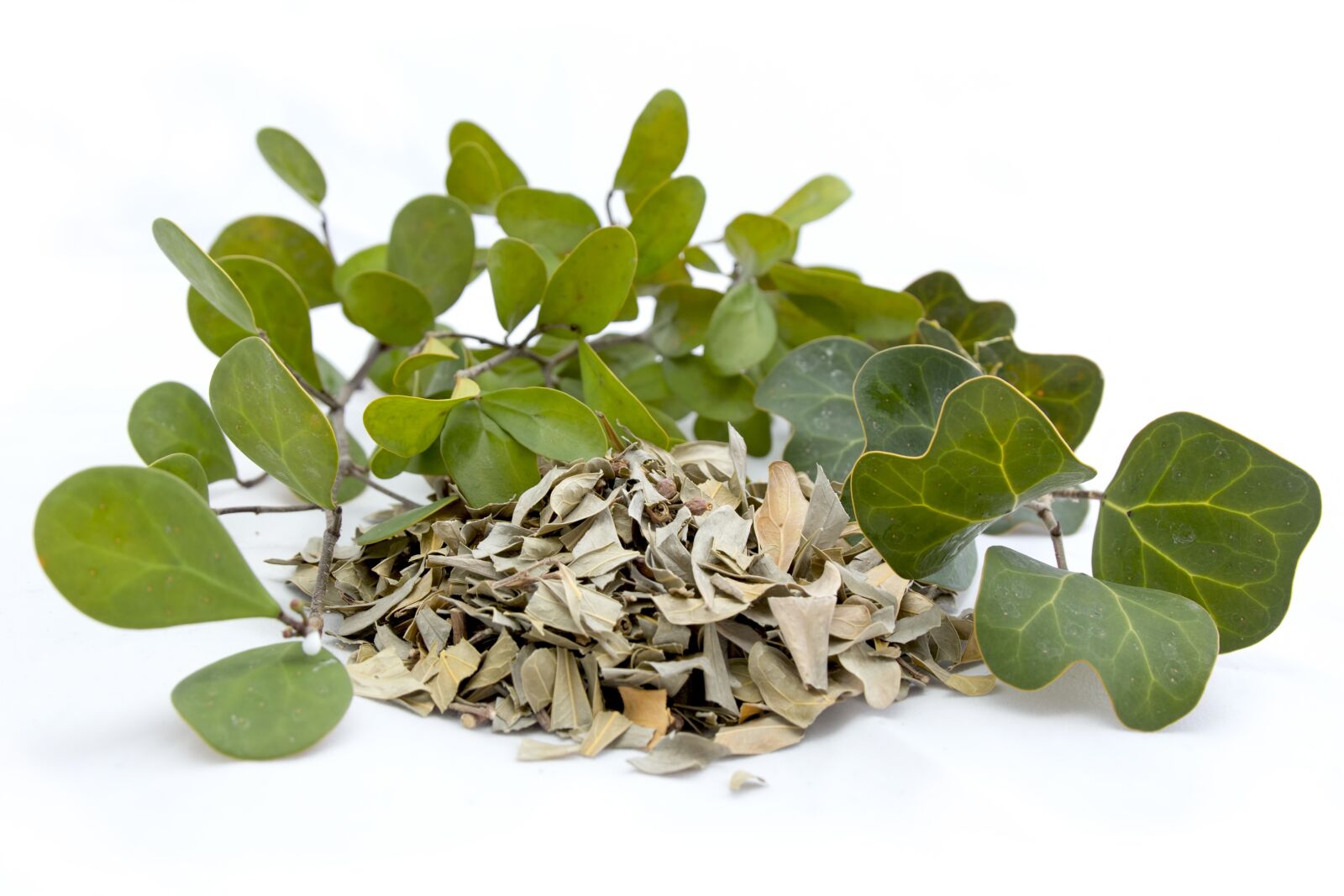 Canon EOS 60D sample photo. Leaf, flora, herb photography