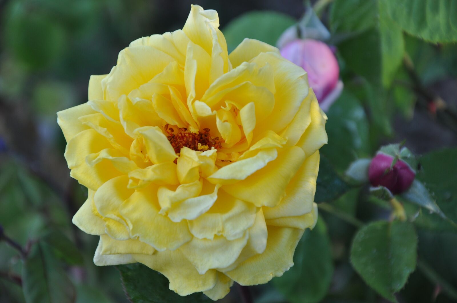 Nikon D90 sample photo. Flower, plant, nature photography