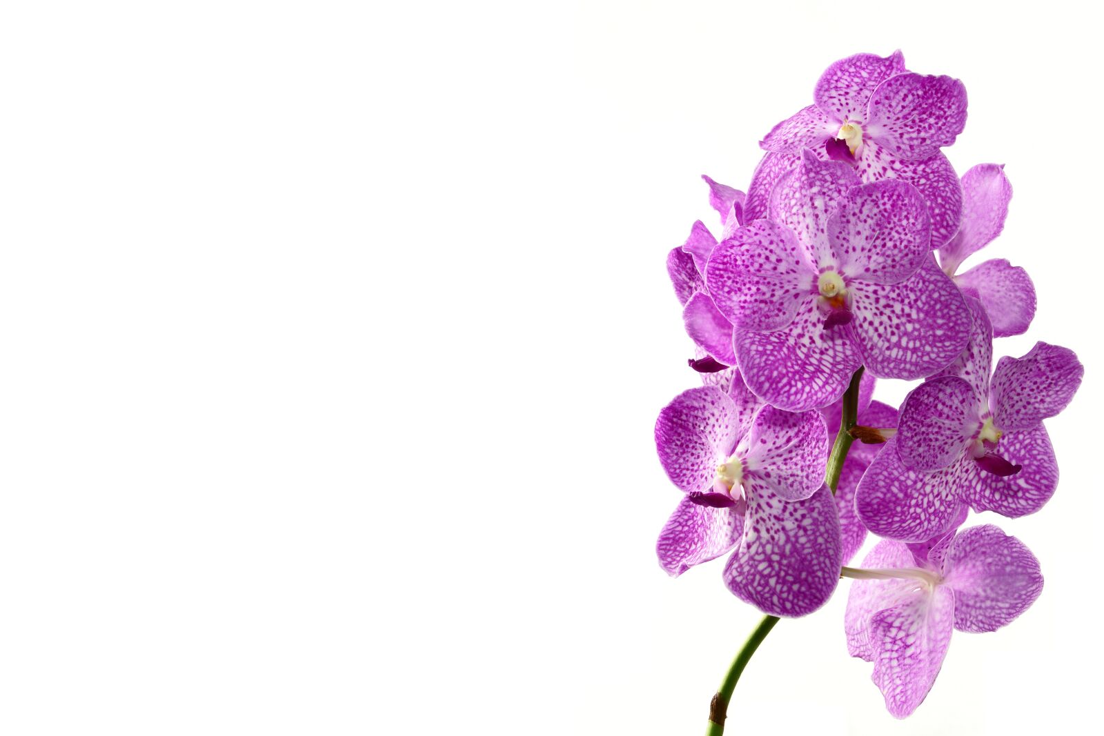 Sony ILCA-77M2 sample photo. Flower, nature, orchis photography
