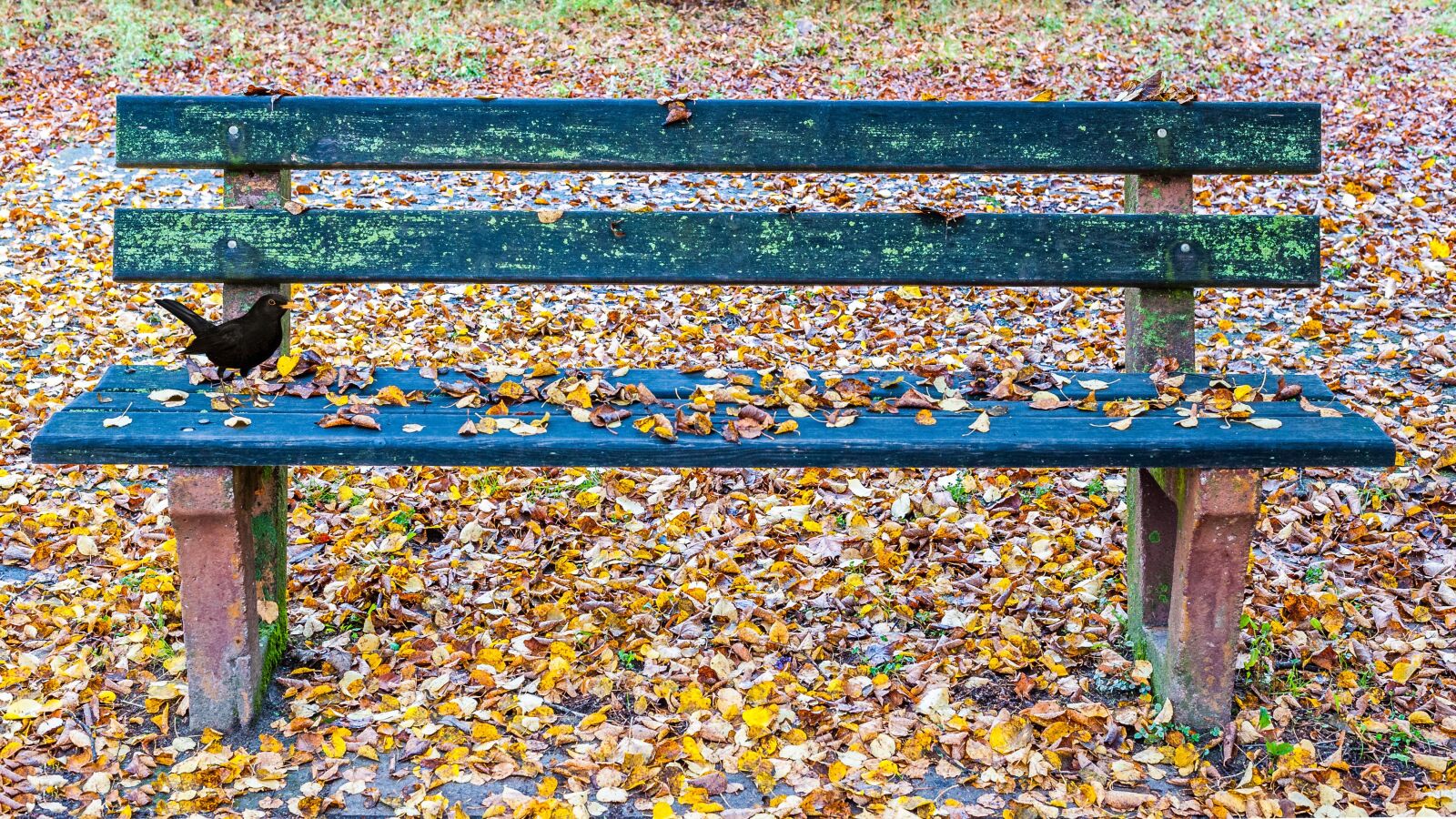 Nikon D700 sample photo. Autumn, leaves, bank photography