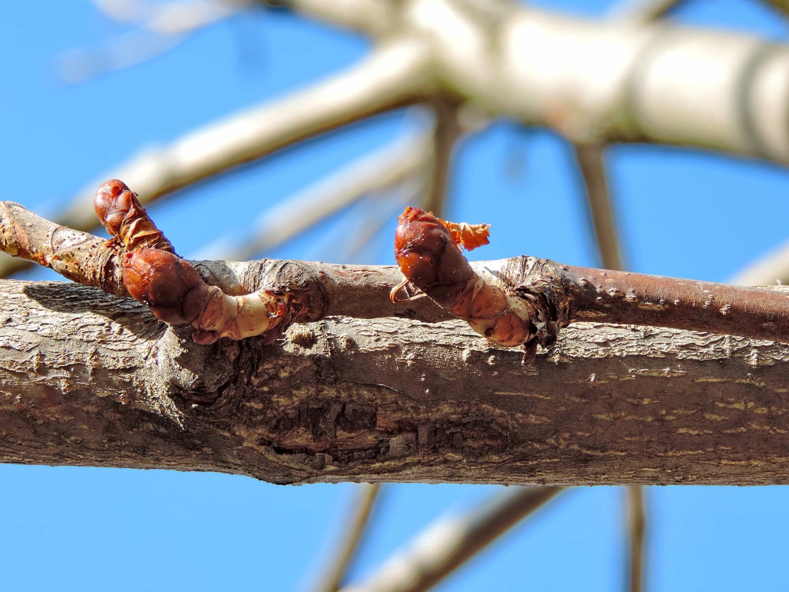 Nikon Coolpix P520 sample photo. Tree, outdoors, wood, wildlife photography